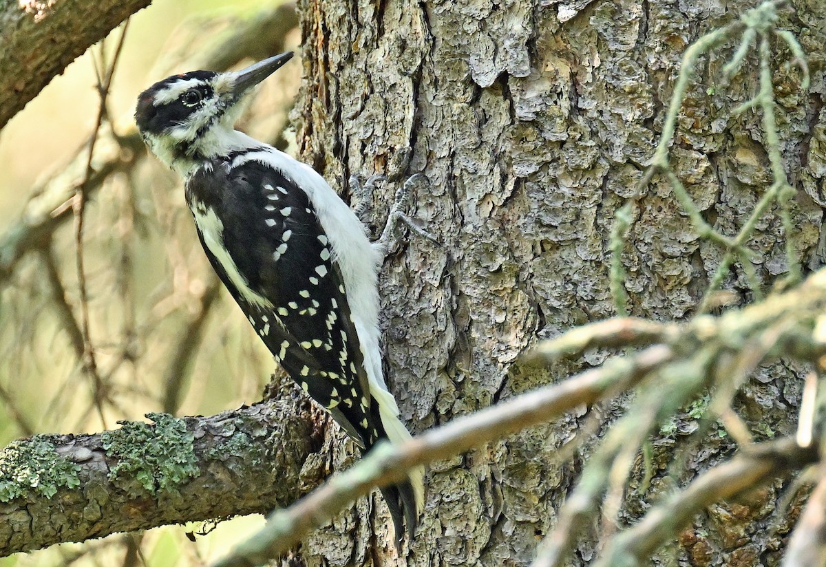 Hairy Woodpecker - ML623016925