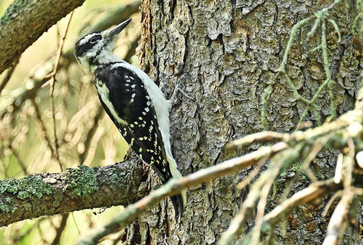 Hairy Woodpecker - ML623016941