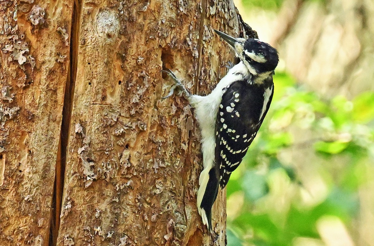 Hairy Woodpecker - ML623016944