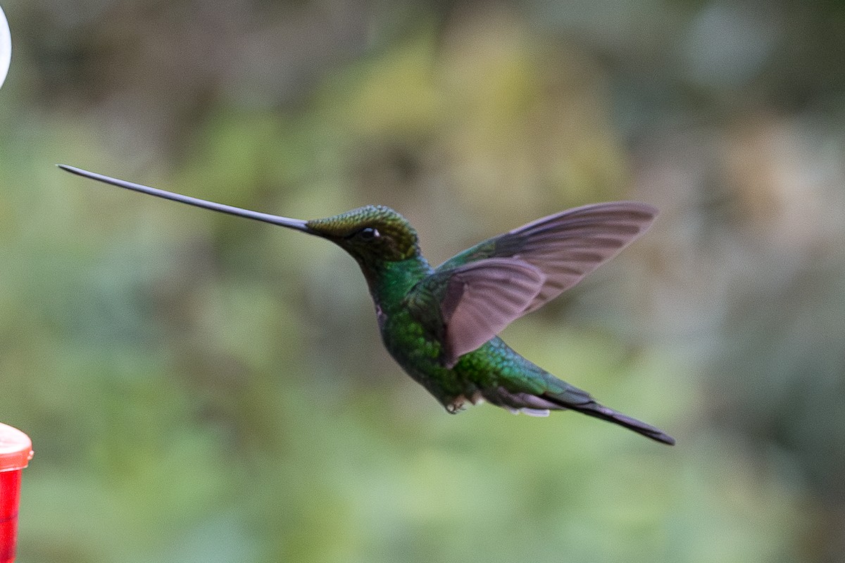 Sword-billed Hummingbird - ML623016981