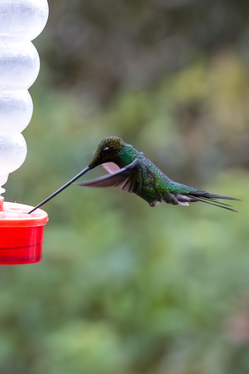 Sword-billed Hummingbird - ML623016982