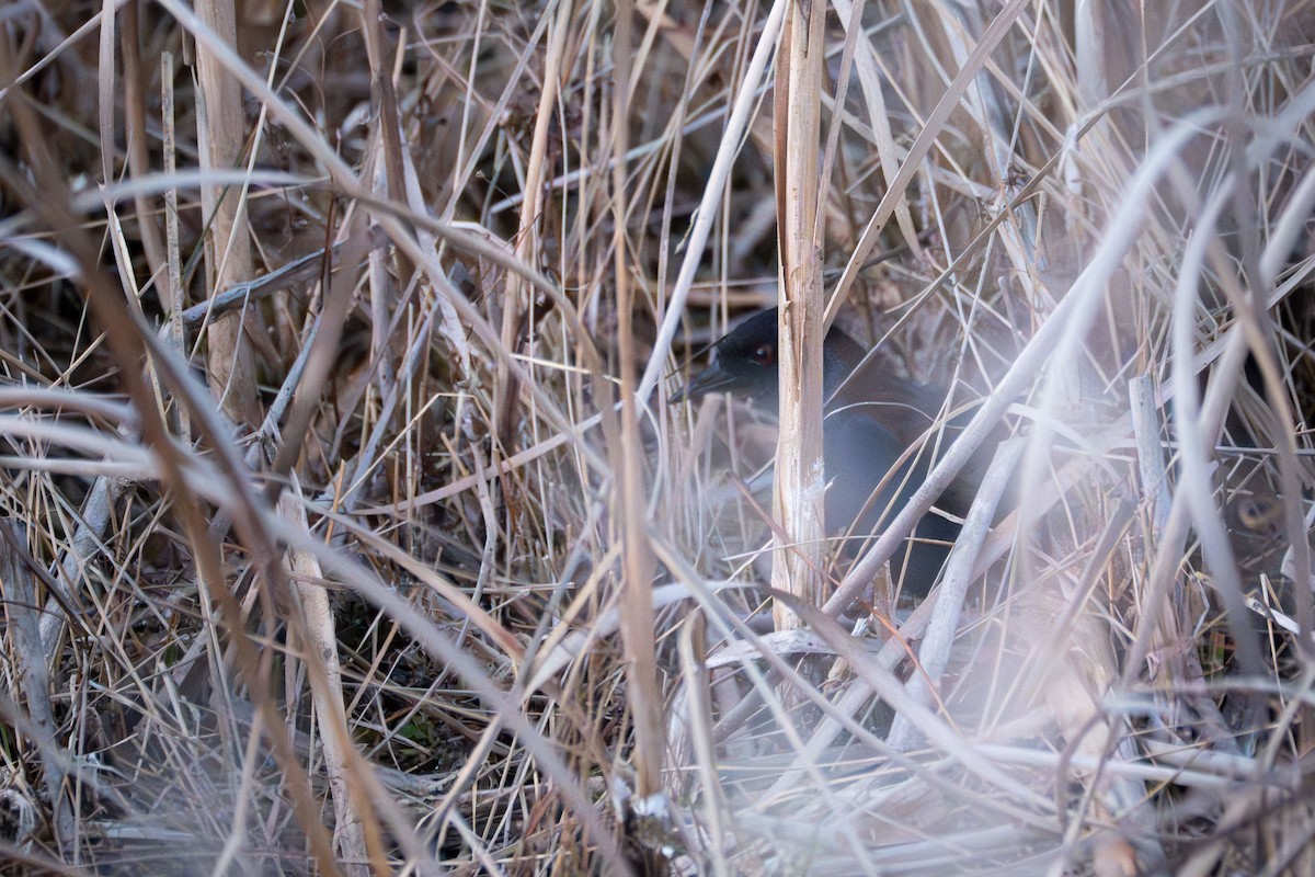 Dot-winged Crake - ML623017121