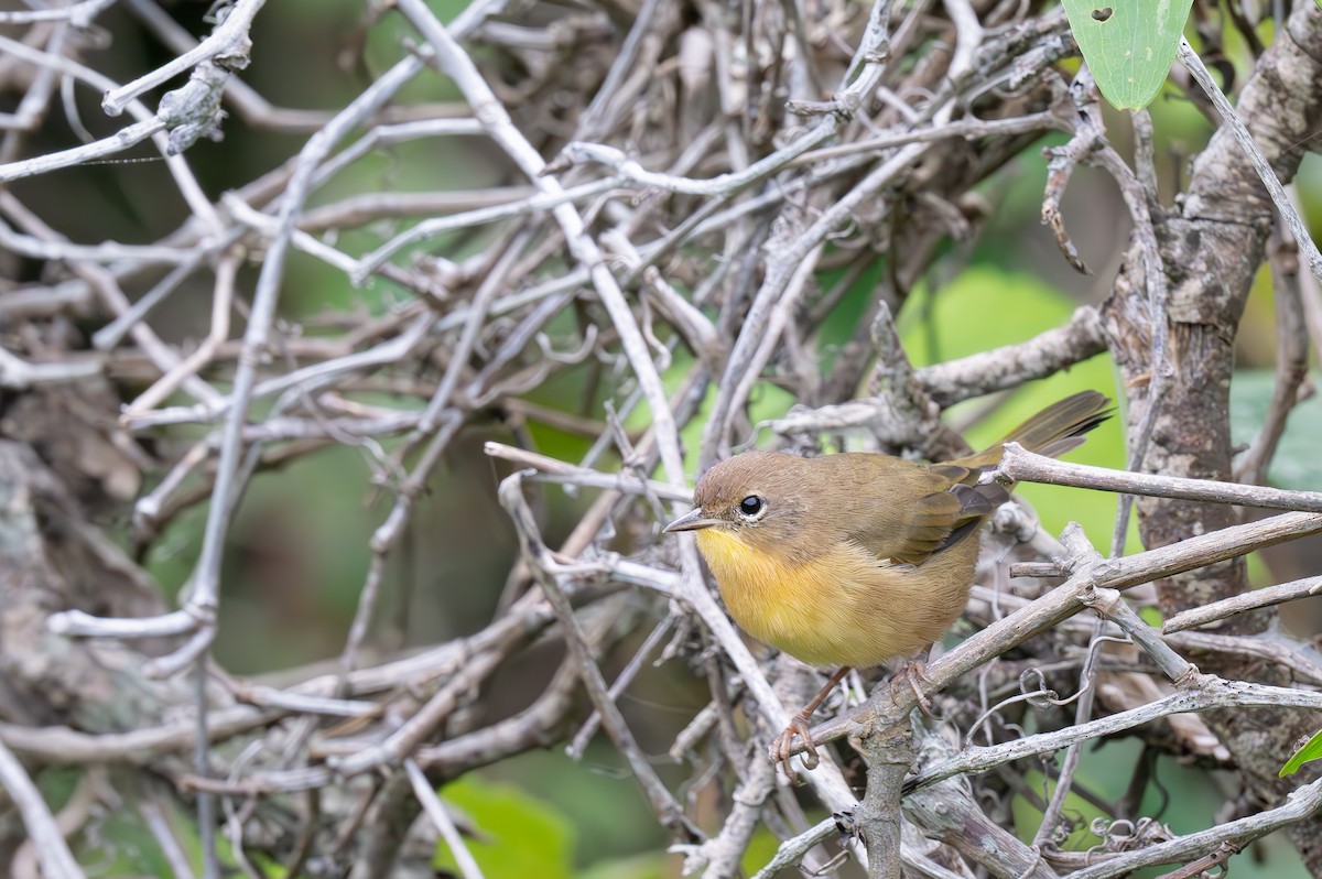 Common Yellowthroat - ML623017191