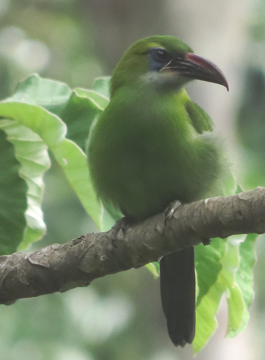 Groove-billed Toucanet - ML623017206