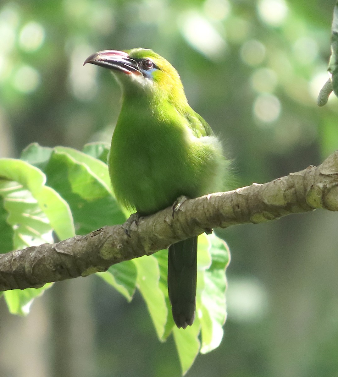 Groove-billed Toucanet - ML623017207