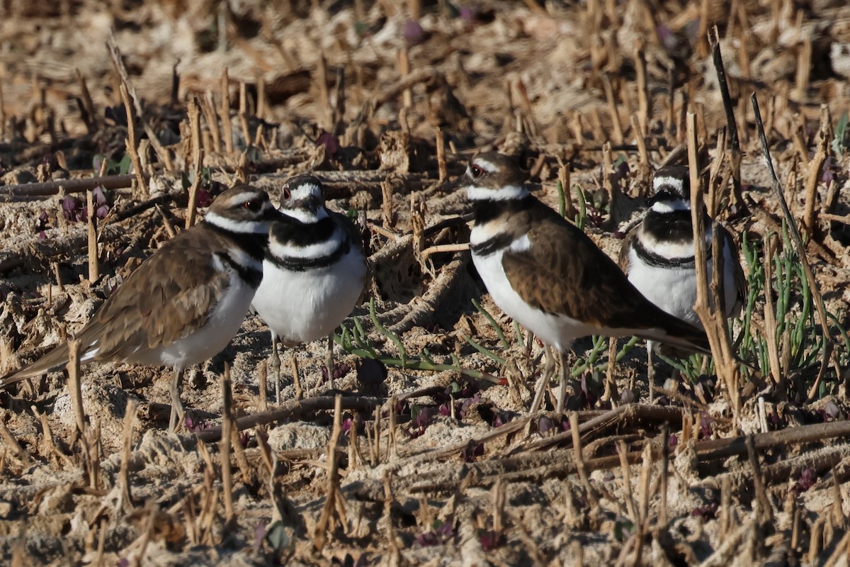 Killdeer - ML623017249