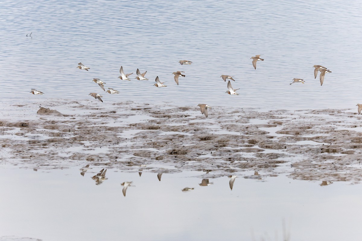 Rufous-chested Dotterel - Roberto Prat Araneda