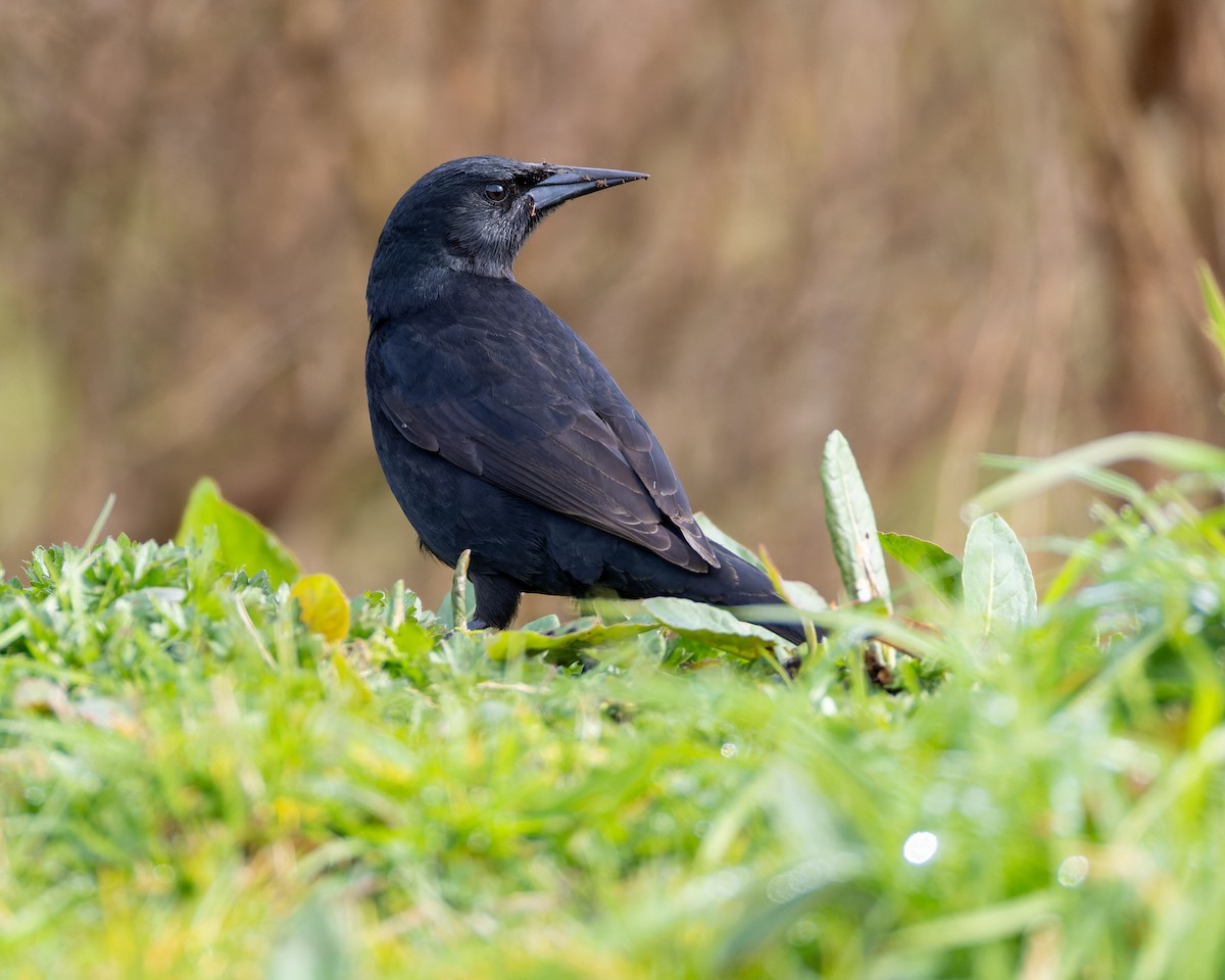 patagoniatrupial - ML623017445