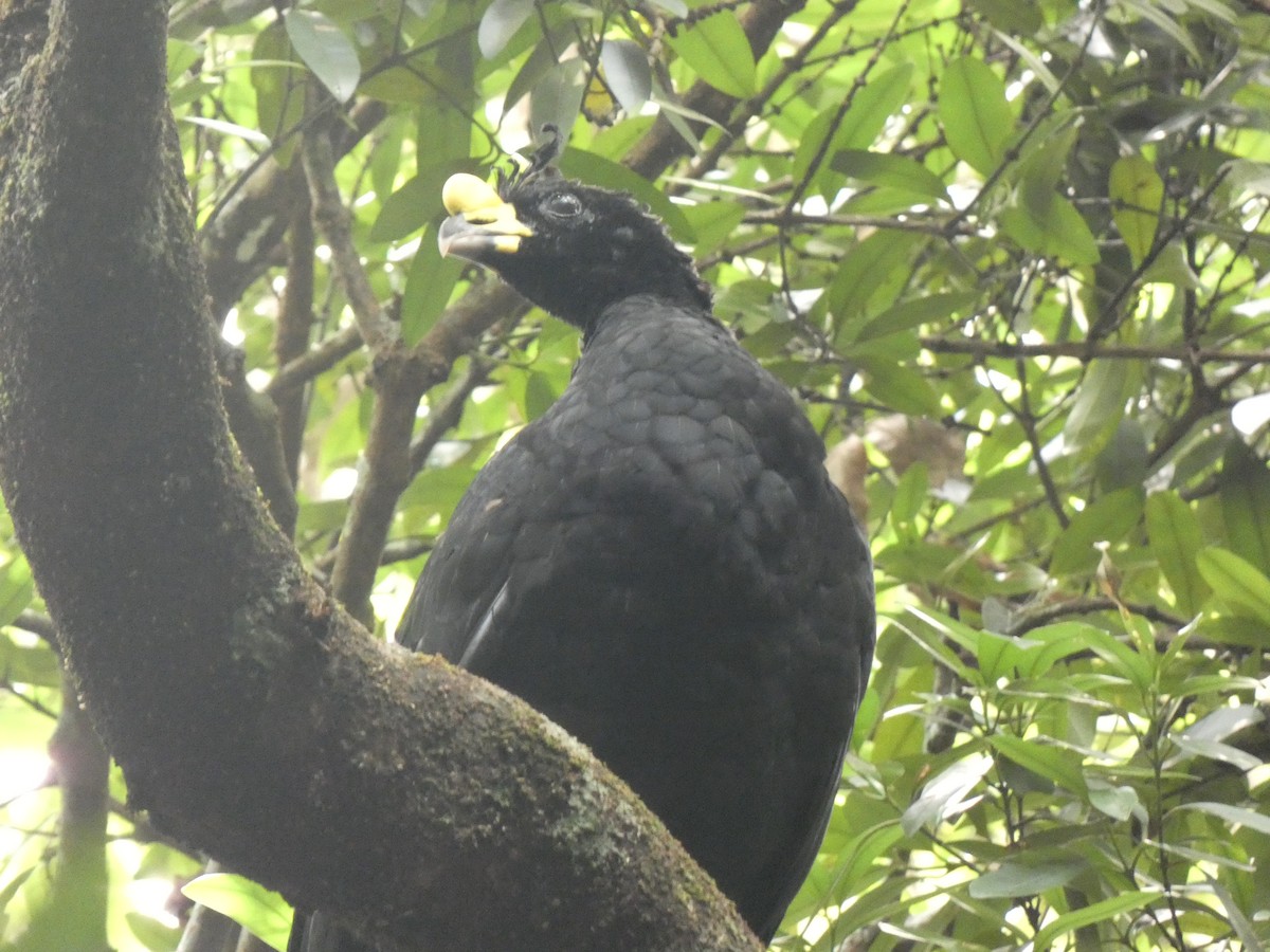 Great Curassow - ML623017449