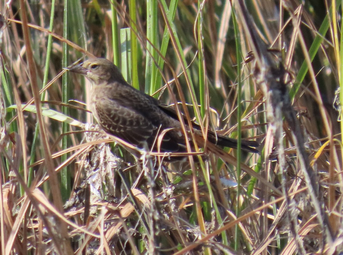 Brown-headed Cowbird - ML623017461