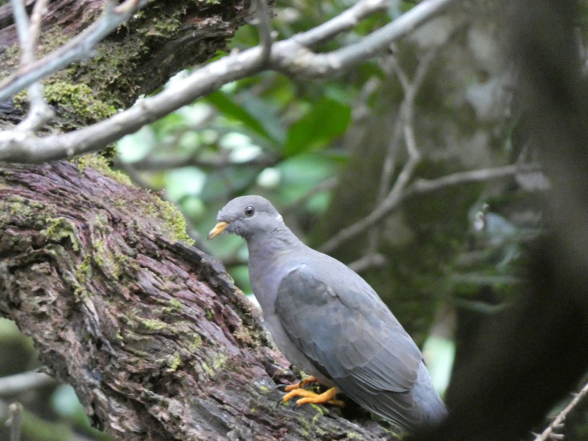 Band-tailed Pigeon - Mark Frigo