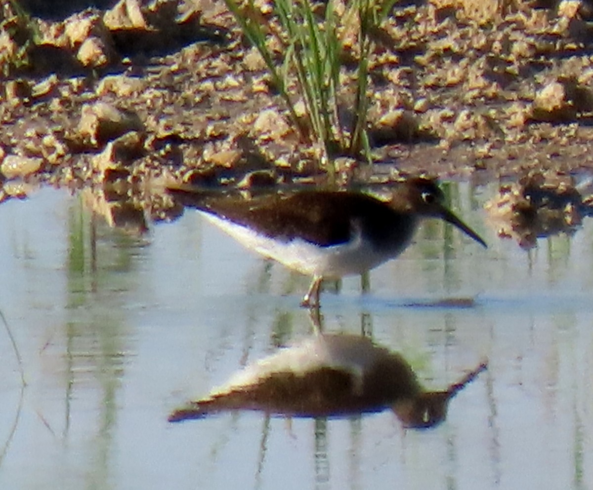 Solitary Sandpiper - Monica Higgins