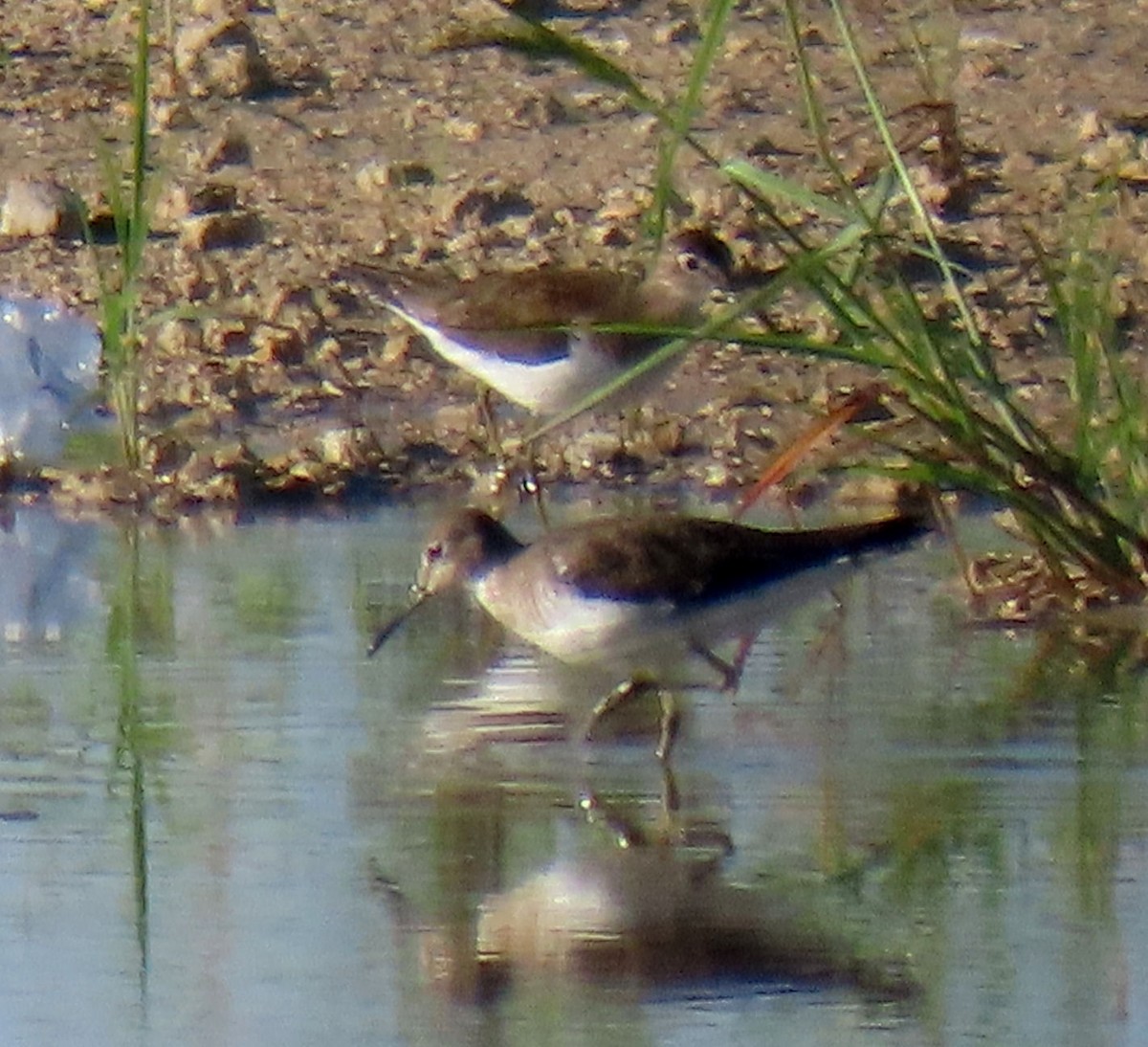 Solitary Sandpiper - ML623017474