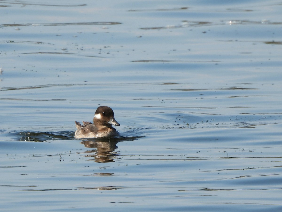 Bufflehead - Nathalie Ouellet