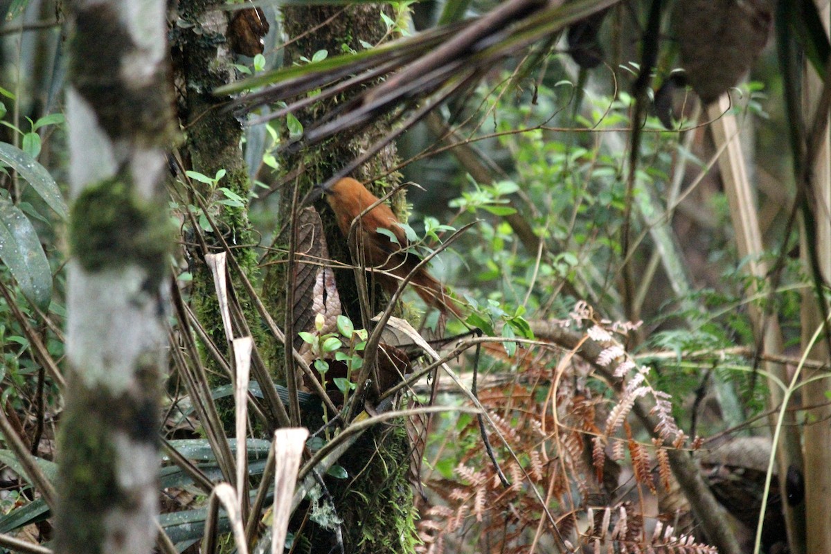 Rufous Wren - ML623017521