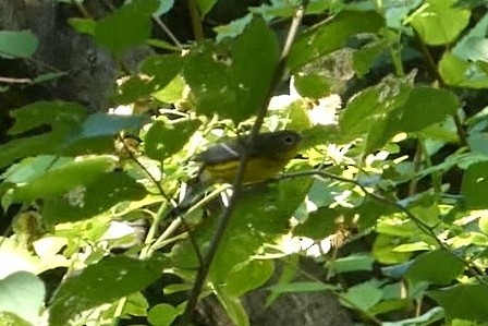 Magnolia Warbler - ML623017579