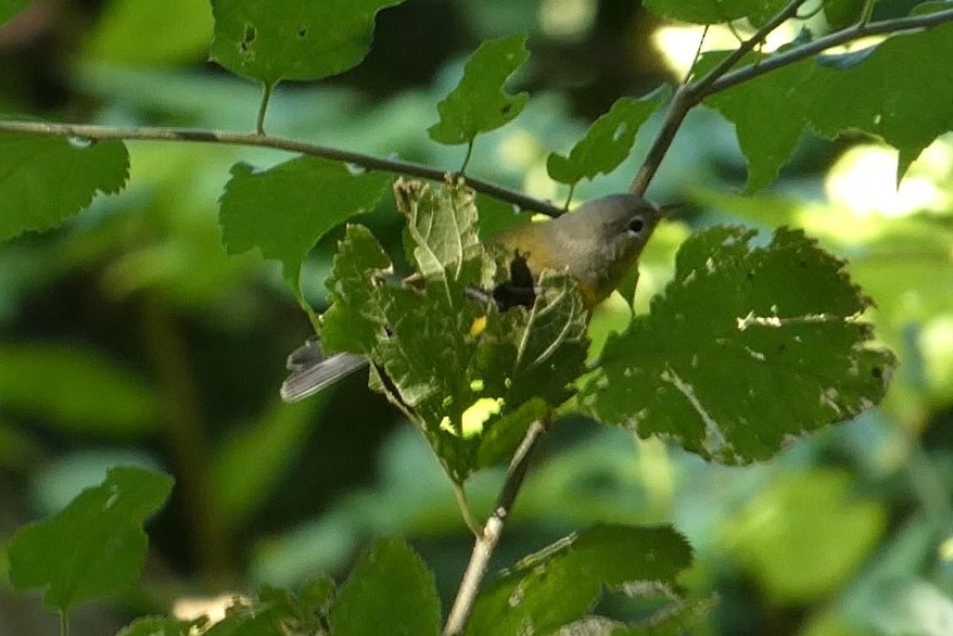 Magnolia Warbler - ML623017580