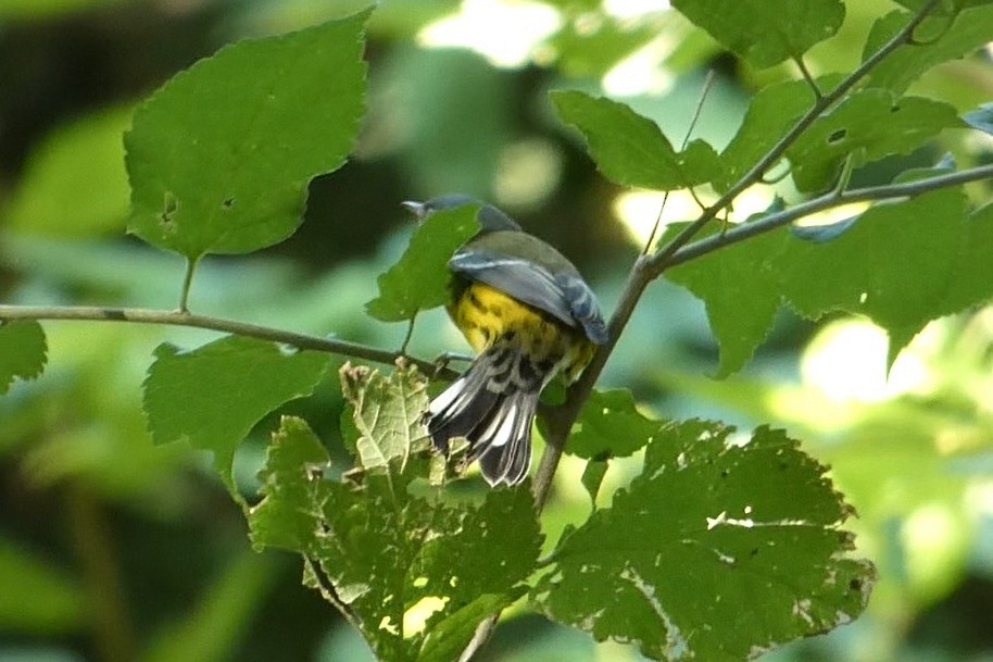 Magnolia Warbler - ML623017581