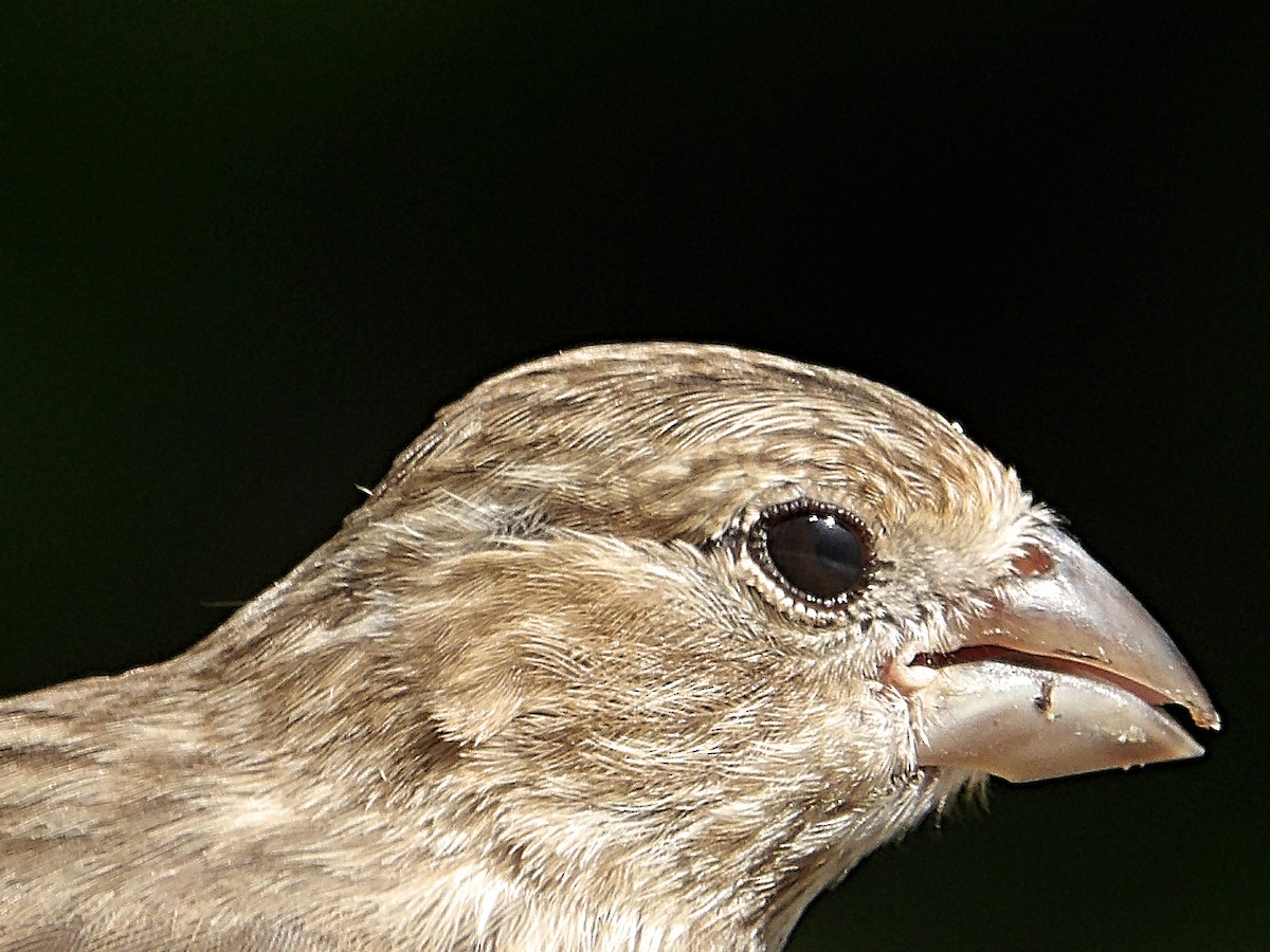 House Finch - ML623017644