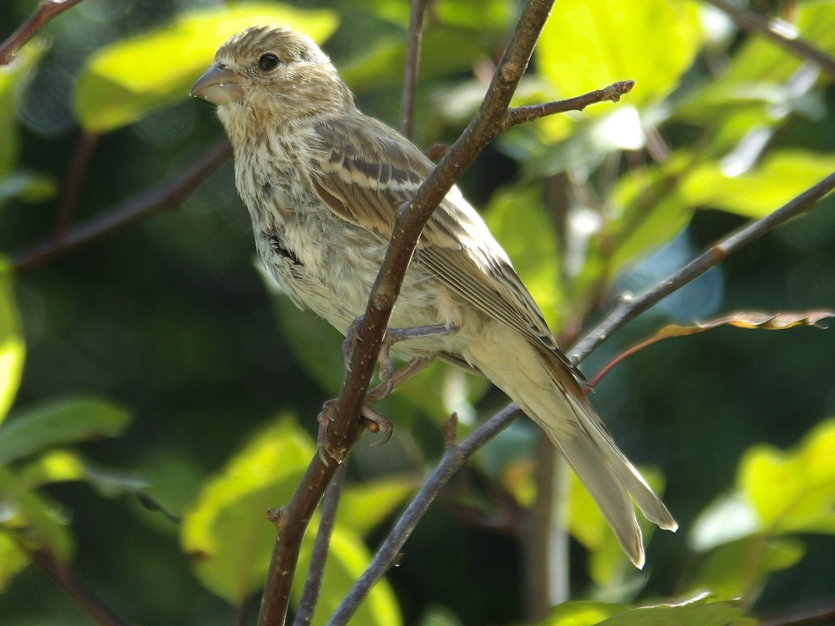 House Finch - ML623017646