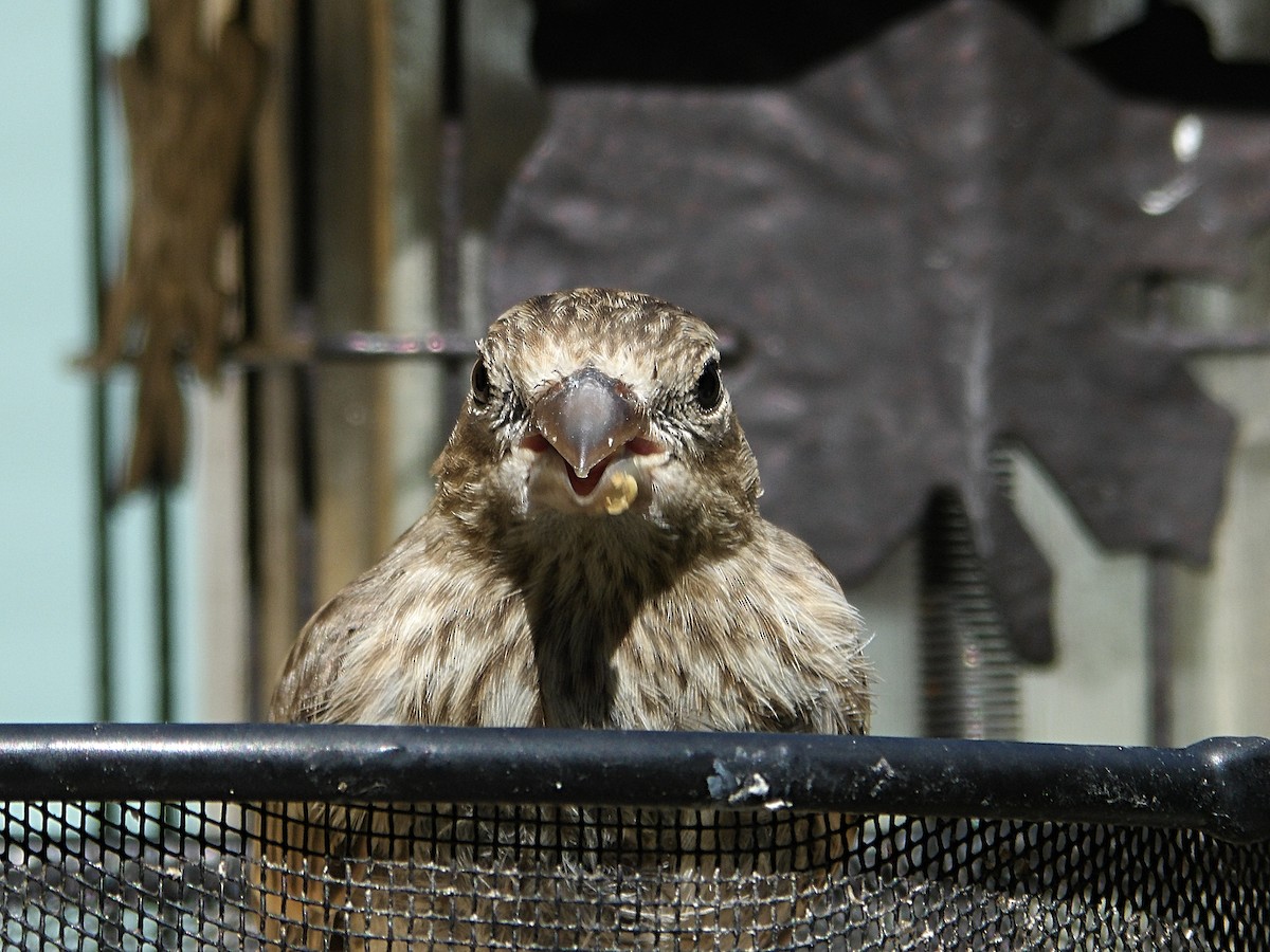 House Finch - ML623017647