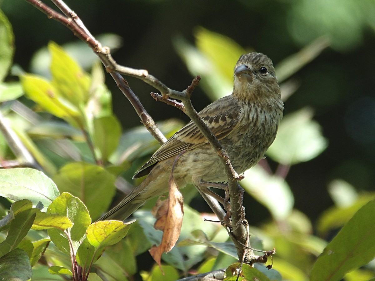 House Finch - ML623017648