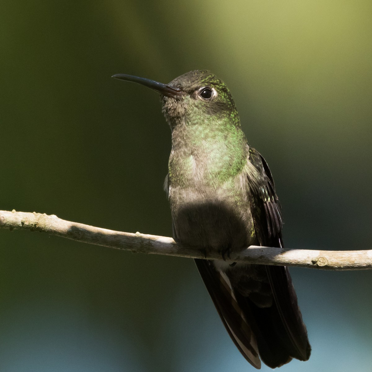 Sombre Hummingbird - Luiz Anjos