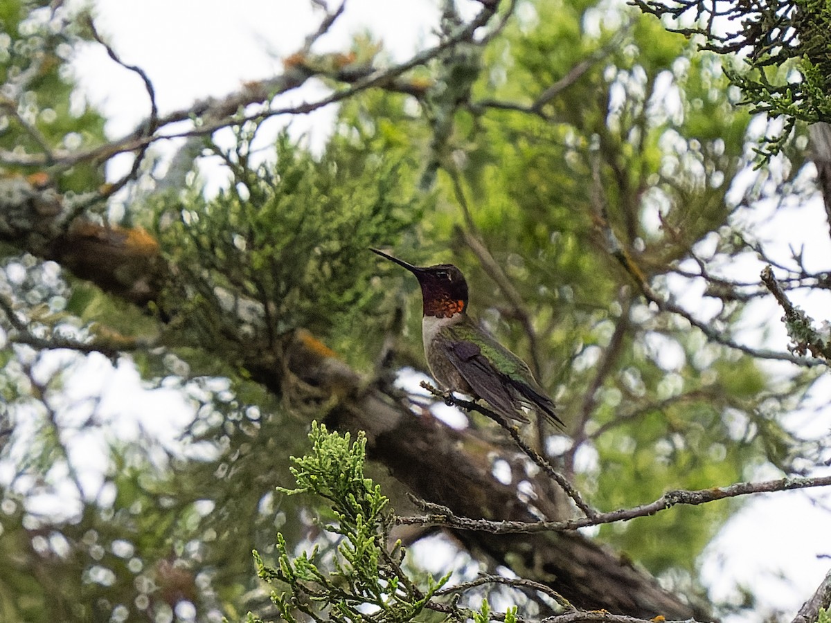 Ruby-throated Hummingbird - ML623017717