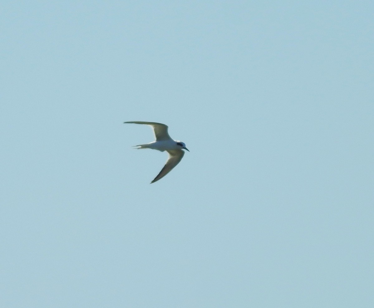 Snowy-crowned Tern - ML623017747