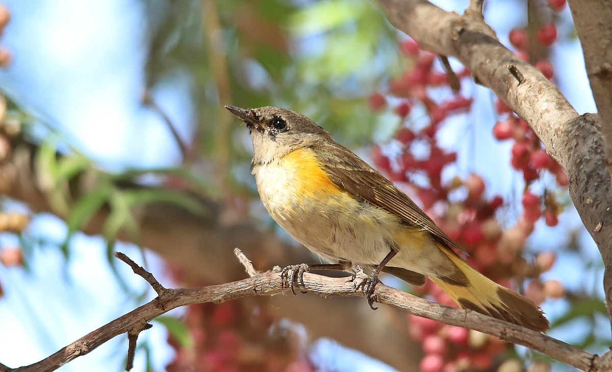 American Redstart - ML623017770