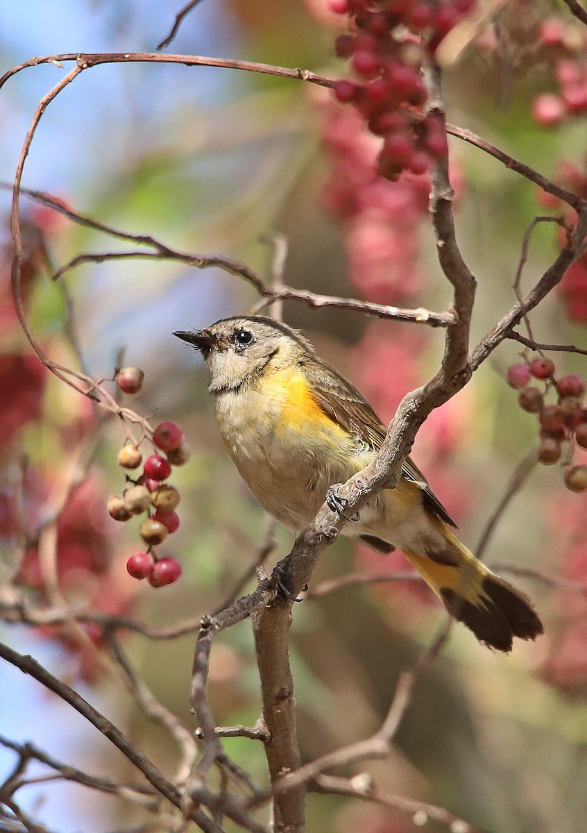 American Redstart - ML623017777