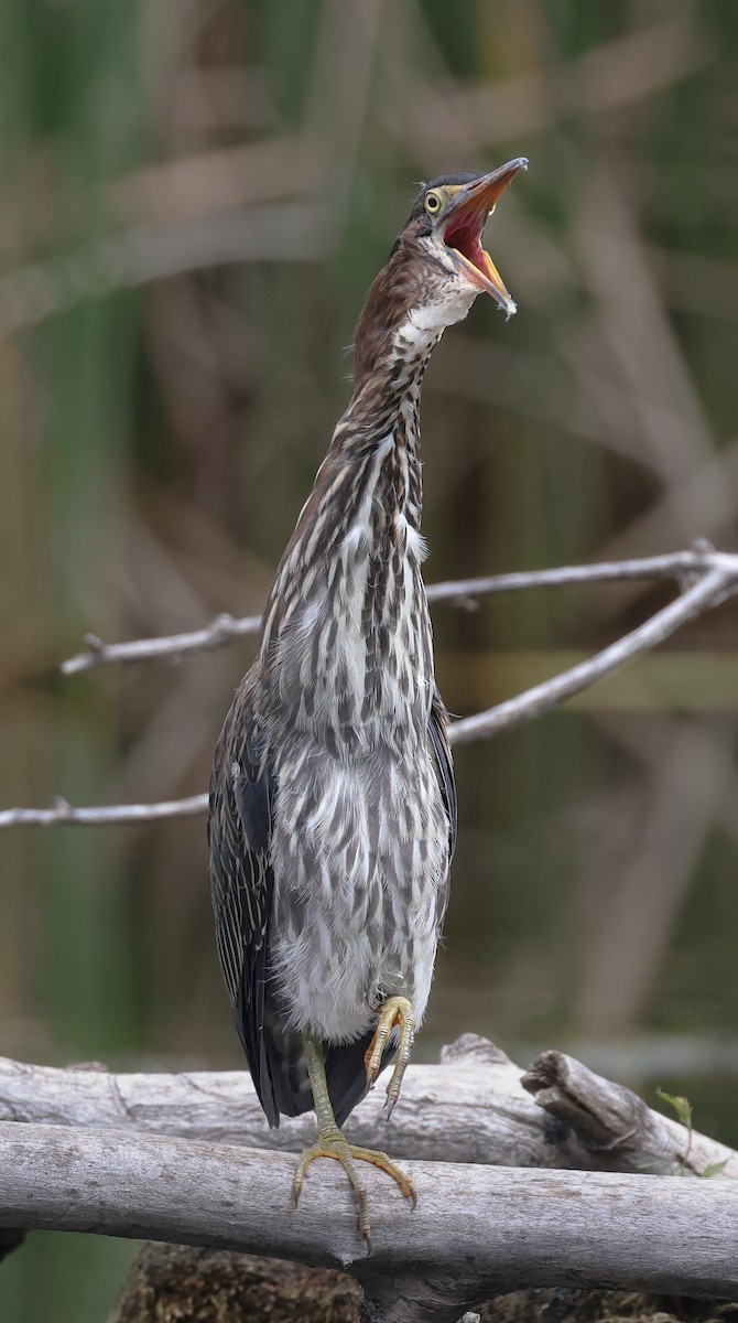 Green Heron - ML623017846