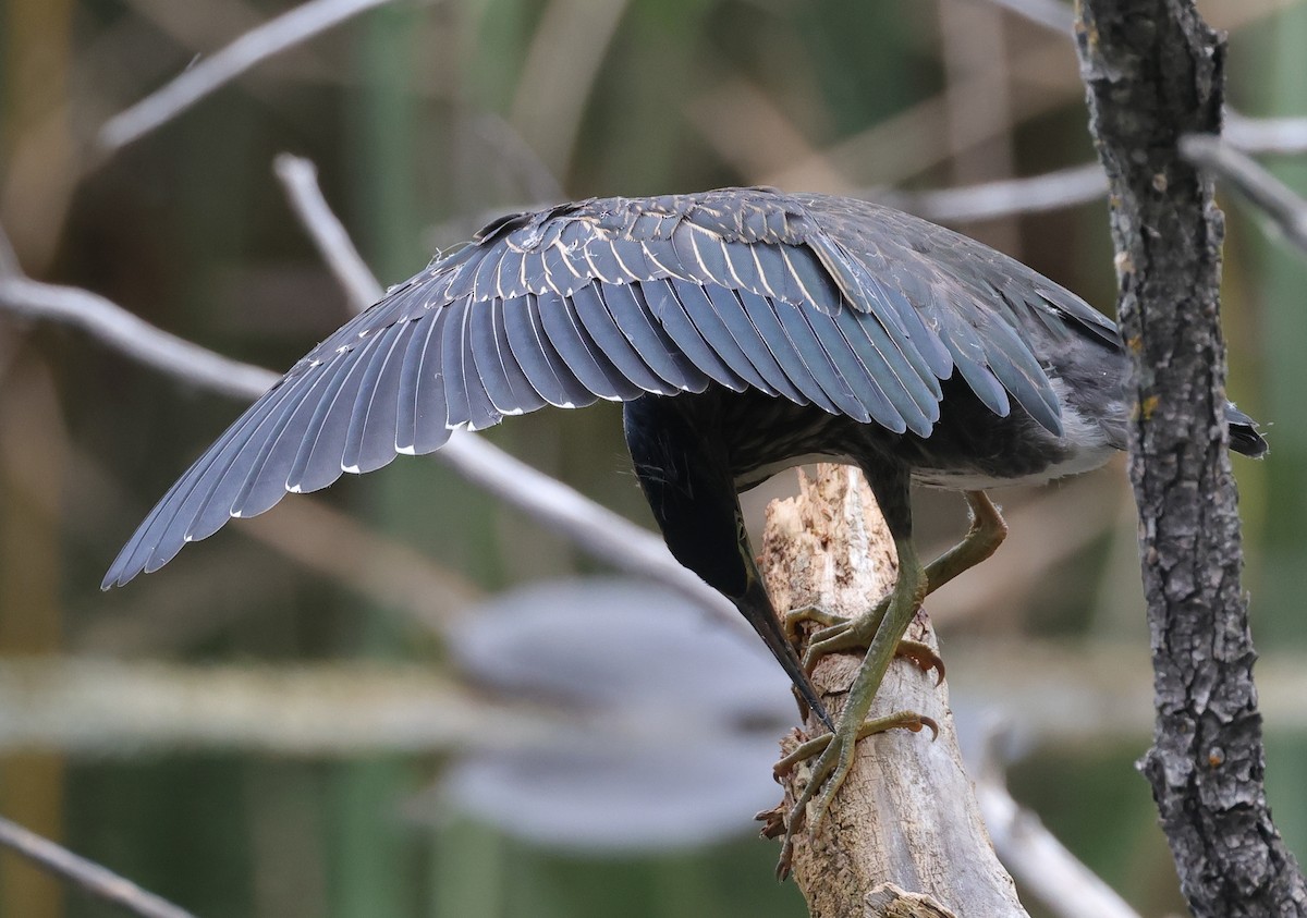 Green Heron - ML623017847