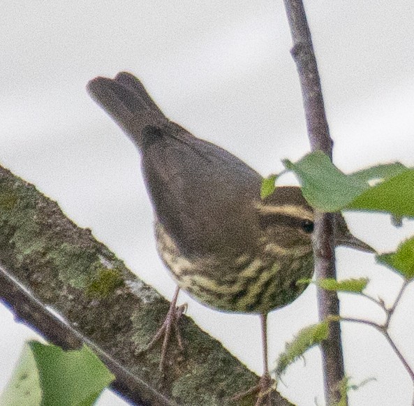 Northern Waterthrush - ML623017856