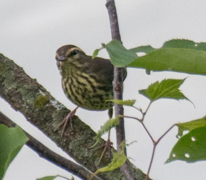 Northern Waterthrush - ML623017861