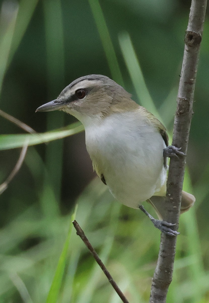 Red-eyed Vireo - Terry Spitzenberger