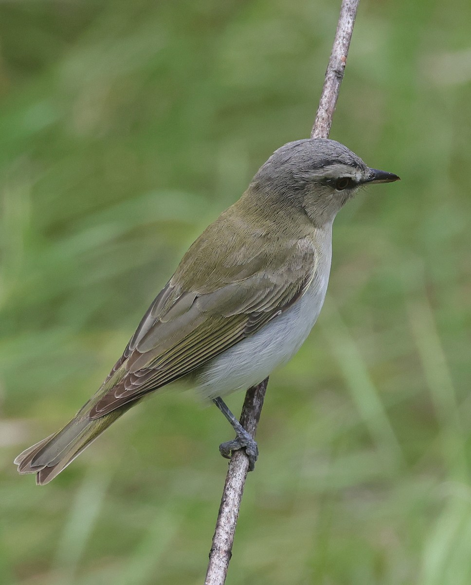 Red-eyed Vireo - ML623017866