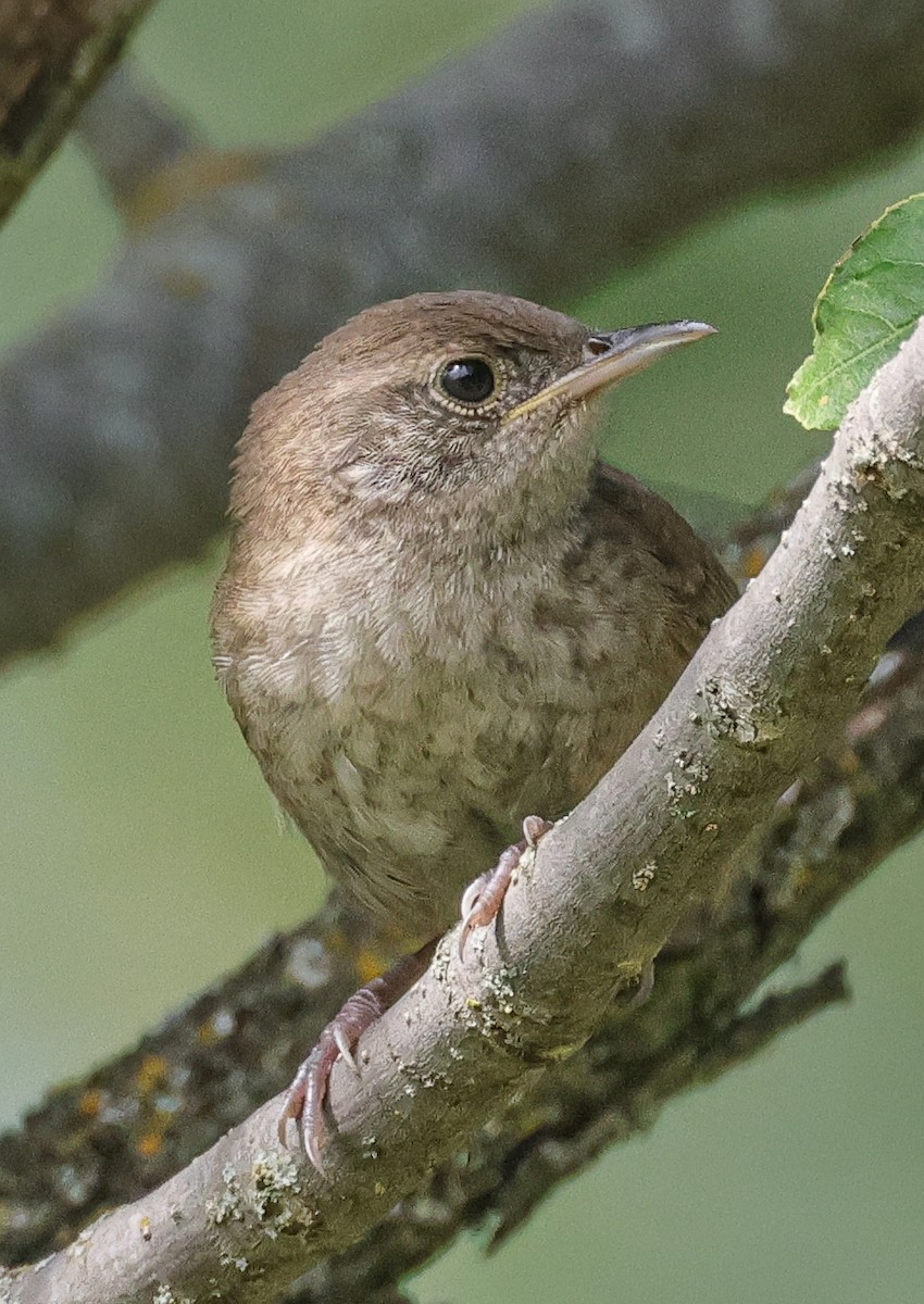 House Wren - ML623017879