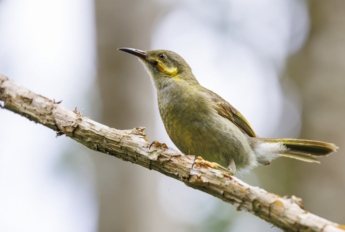 Eastern Wattled-Honeyeater - ML623017881