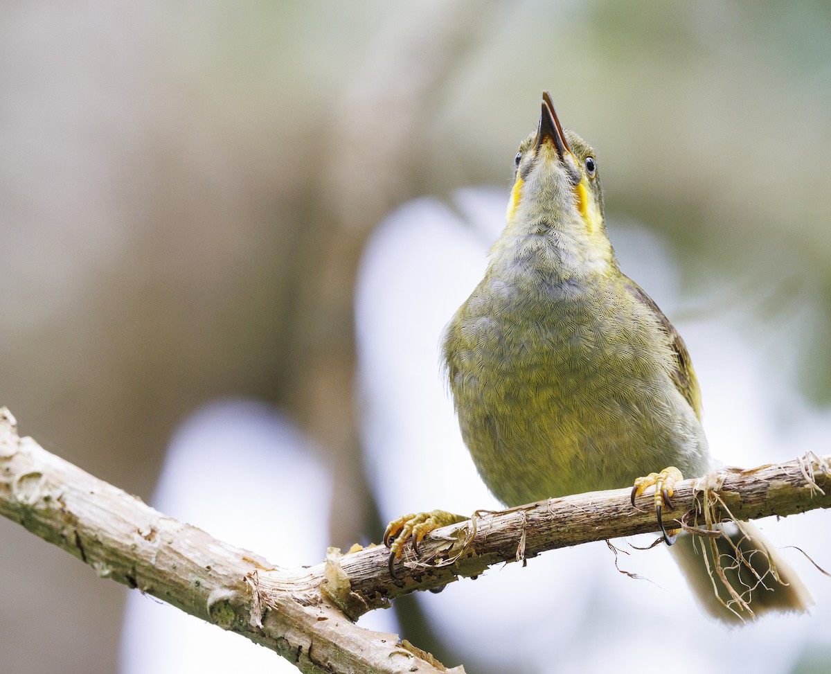 Eastern Wattled-Honeyeater - ML623017883