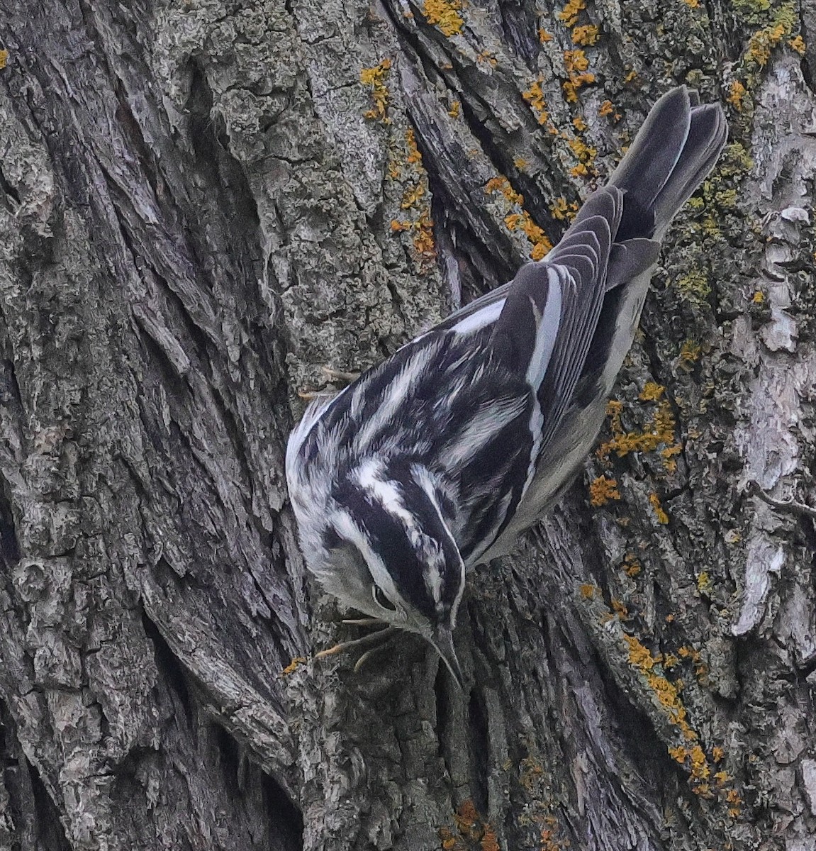 Black-and-white Warbler - ML623017900