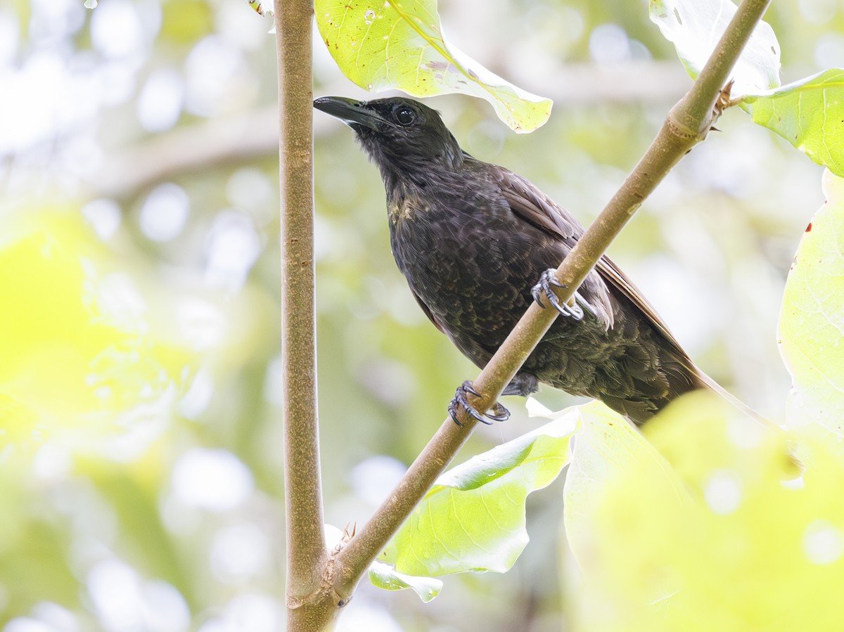 Samoan Starling - ML623017902