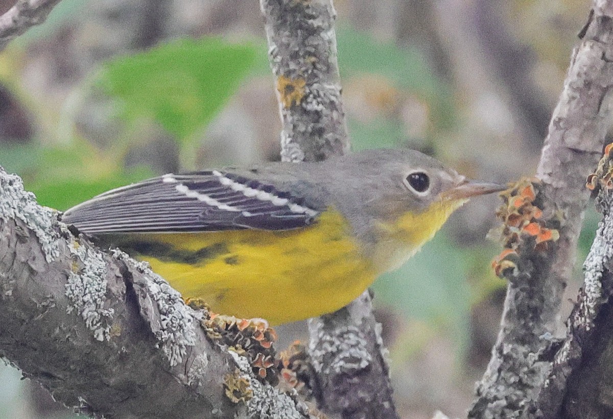 Magnolia Warbler - ML623017911