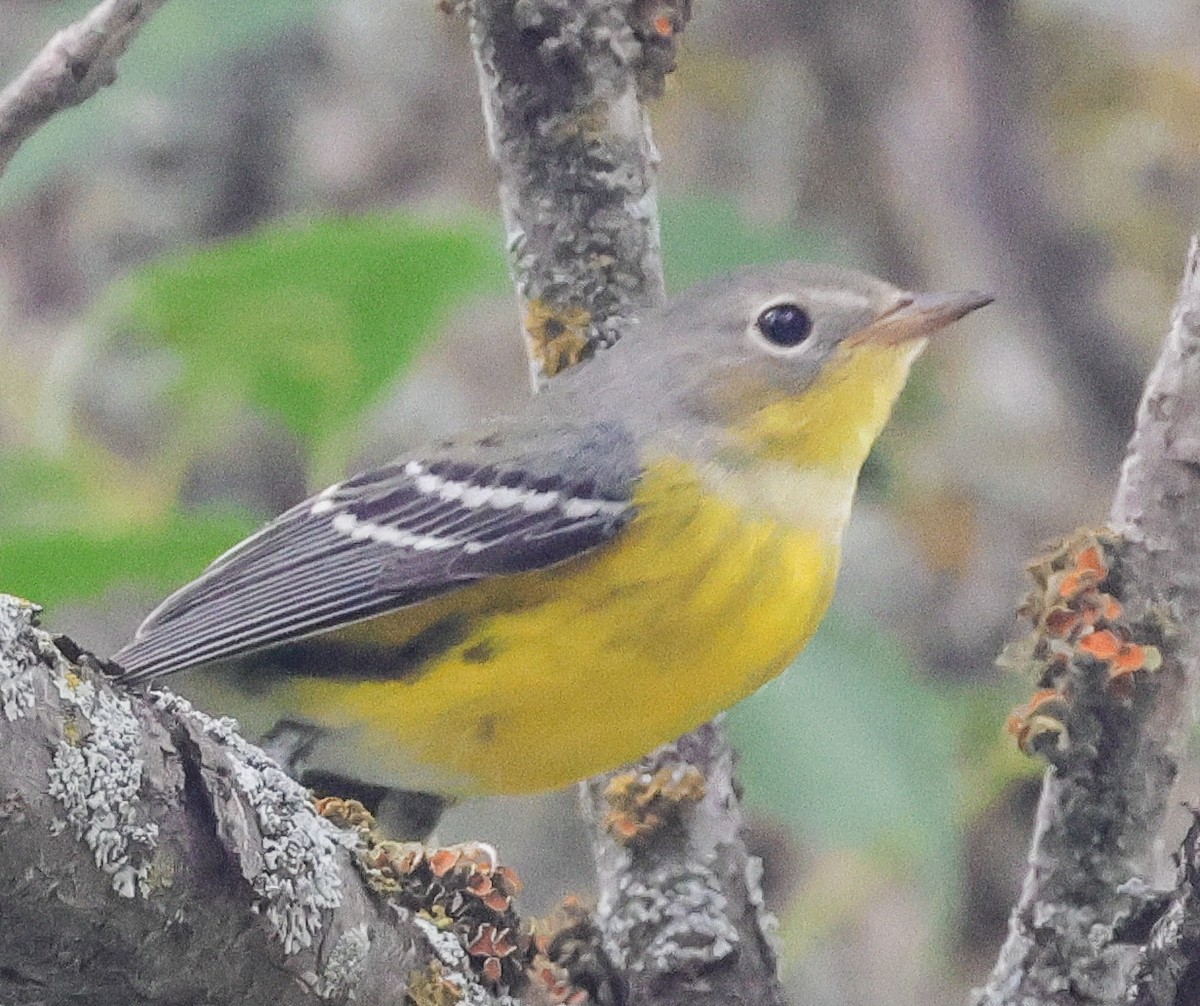 Magnolia Warbler - ML623017912