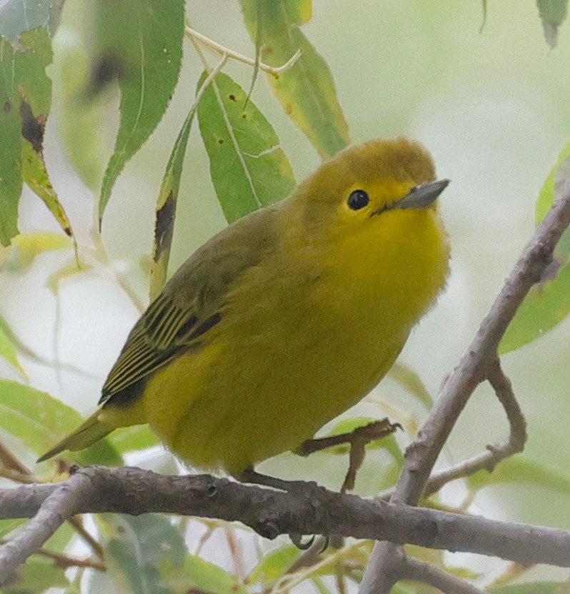 Yellow Warbler - ML623017923