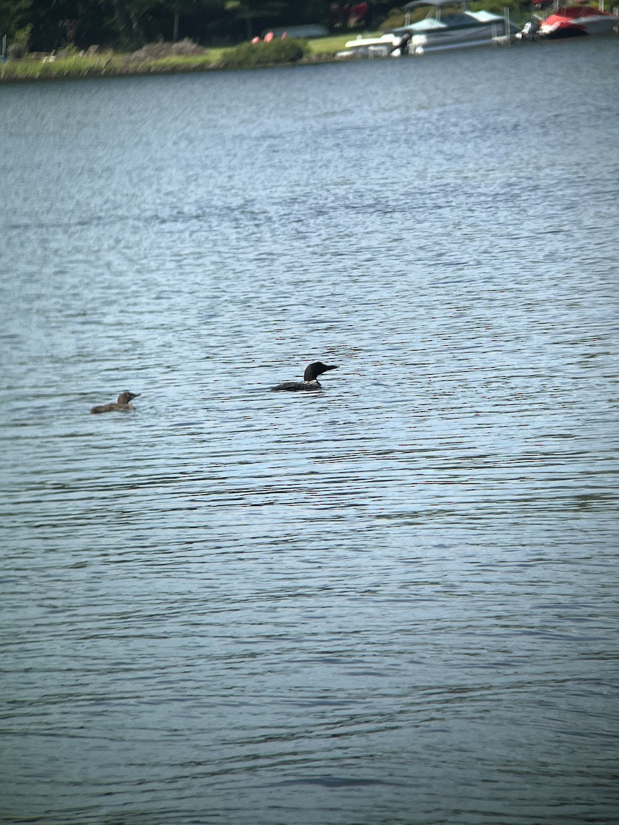 Common Loon - ML623017953