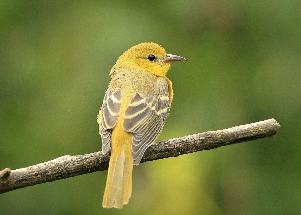 Orchard Oriole - ML623018006