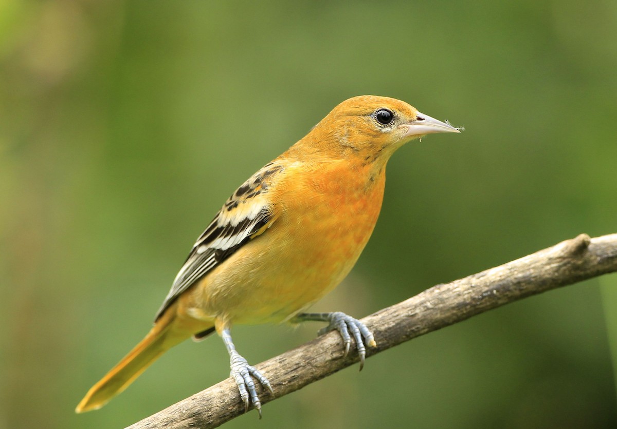 Baltimore Oriole - ML623018021