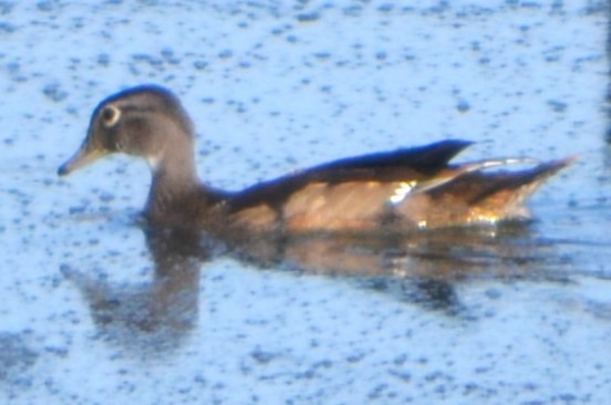 Wood Duck - ML623018040