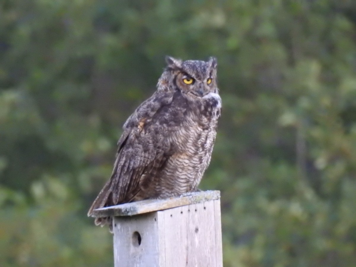 Great Horned Owl - ML623018047